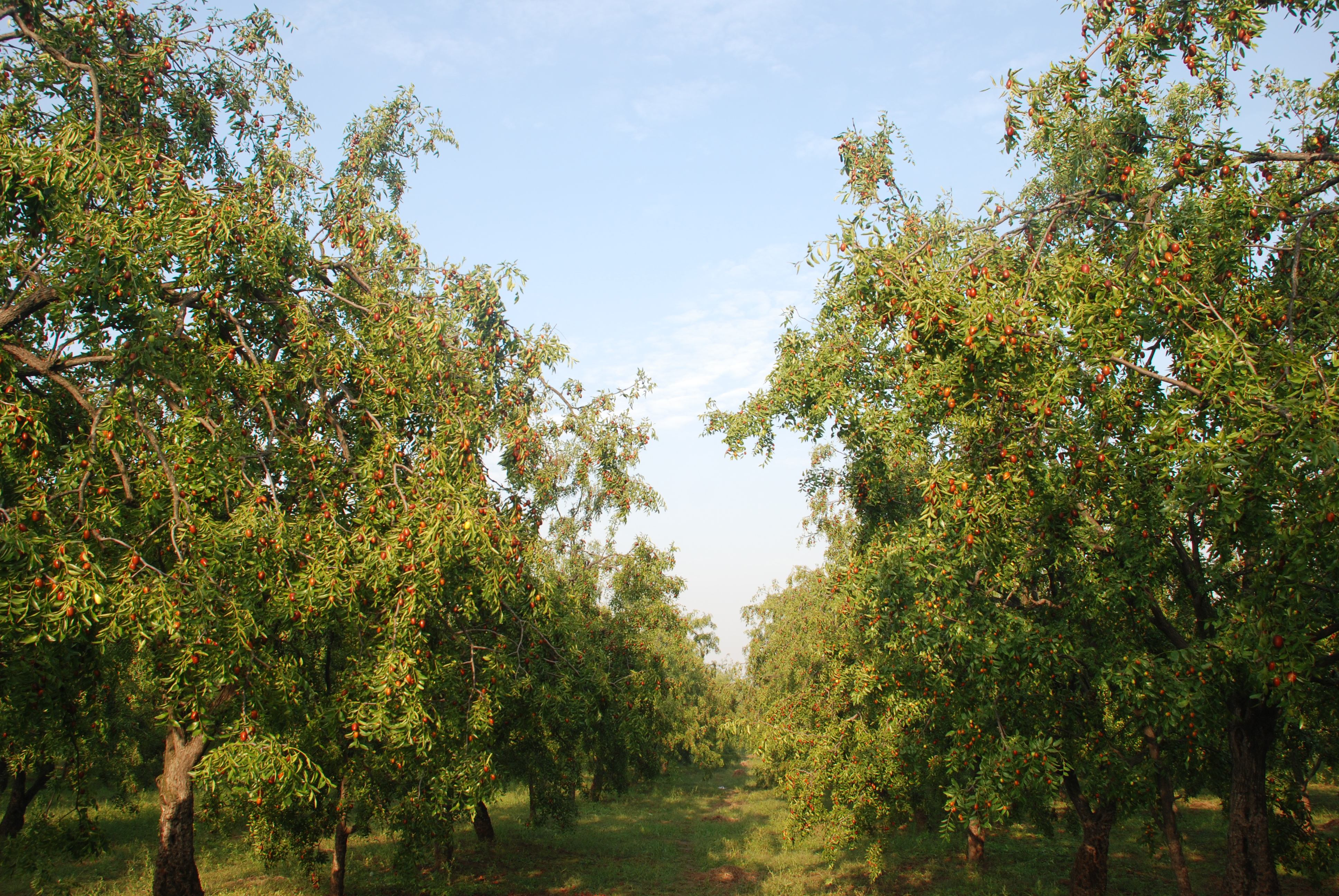 1749281455122279.jpg ÔæÁÖ1.JPG